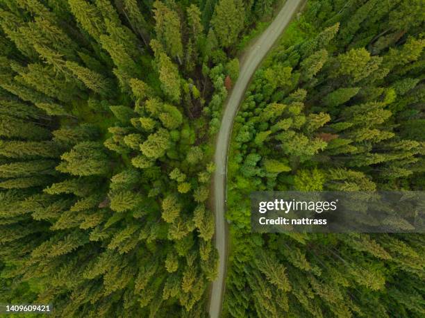 aerial view of a pristine forest - evergreen trees stock pictures, royalty-free photos & images