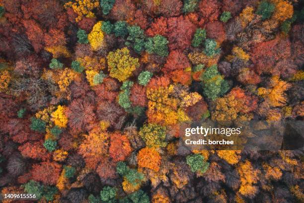 aerial view on autumn forest - plant color stock pictures, royalty-free photos & images