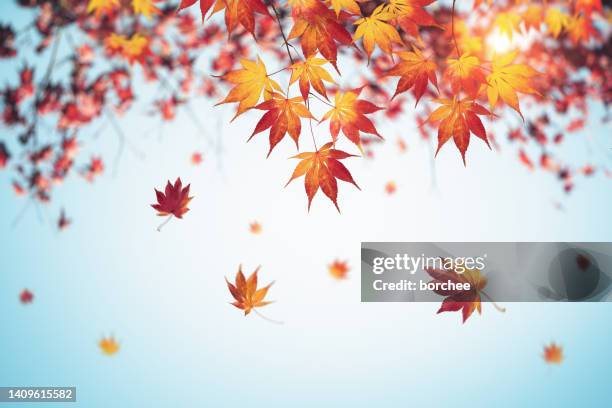 autumn background with falling leaves - 紅葉 個照片及圖片檔