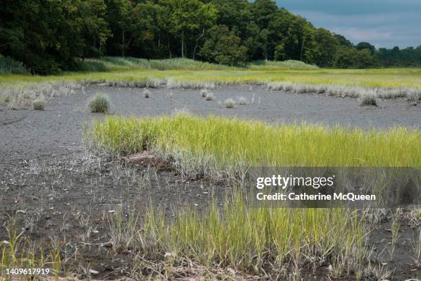 scenic salt marsh landscape - tidal marsh stock pictures, royalty-free photos & images