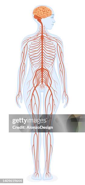 ilustrações, clipart, desenhos animados e ícones de esquema educacional do sistema nervoso humano. anatomia do corpo humano feminino. - central nervous system