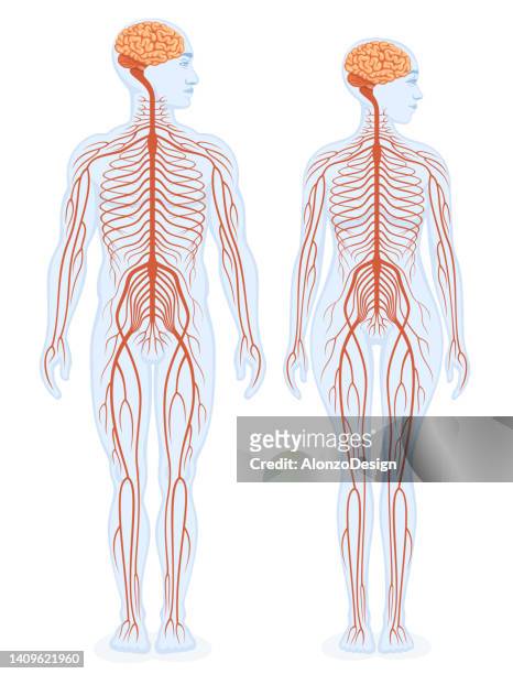 stockillustraties, clipart, cartoons en iconen met human nervous system educational scheme. male and female bodies. - menselijk zenuwstelsel