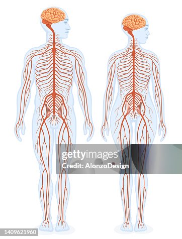 Human nervous system educational scheme. Male and female bodies. Human nervous system educational scheme. Male and female bodies.