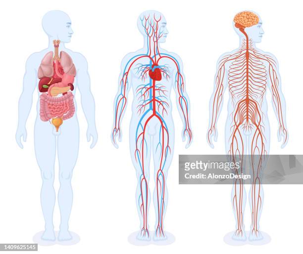illustrations, cliparts, dessins animés et icônes de organes internes humains, système circulatoire et système nerveux. corps masculin. - illustration biomédicale