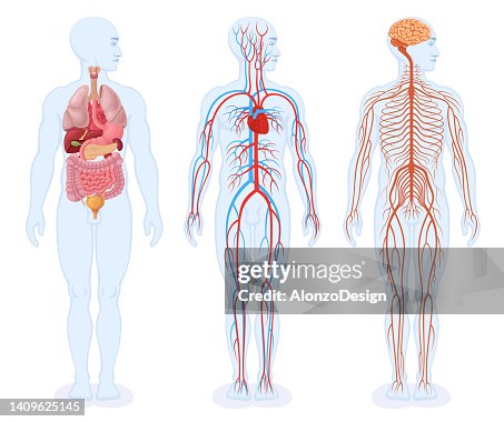 Organi interni umani, sistema circolatorio e sistema nervoso. Corpo maschile. Organi interni umani, sistema circolatorio e sistema nervoso. Corpo maschile.