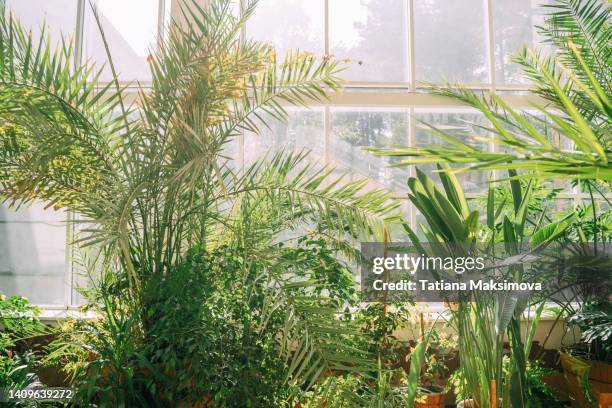 green plants in botanical garden. sunshine in panoramic window. natural background with copy space. - tropical tree stock pictures, royalty-free photos & images