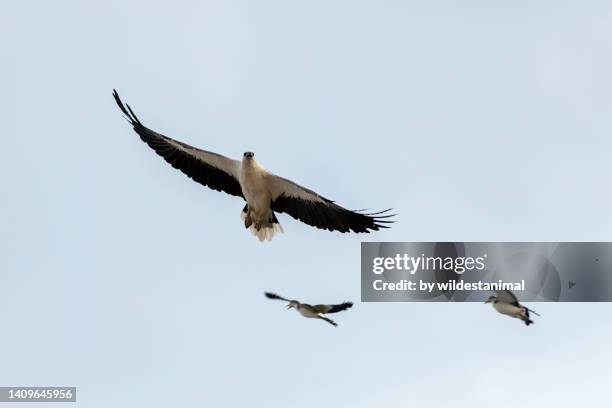 white bellied sea eagle being harassed by two masked lapwings. - white bellied sea eagle stock pictures, royalty-free photos & images