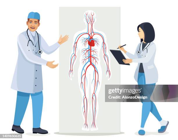 arzt, der über das kreislaufsystem spricht. diagramm des menschlichen kreislaufsystems. - human diagram illustration stock-grafiken, -clipart, -cartoons und -symbole