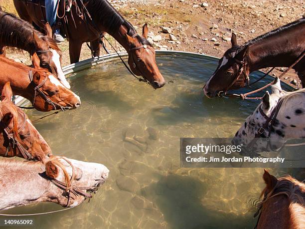 a group of horses drinking from a trough - horse trough stock pictures, royalty-free photos & images