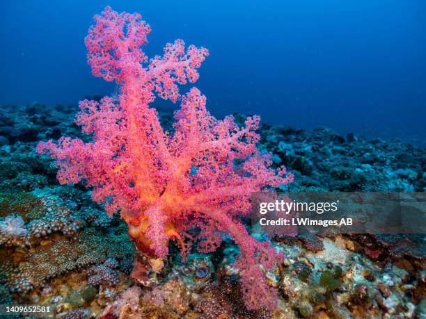 Vibrant soft coral at 45 metres depth on July 14 in Eilat, Israel. Although, scientists believe that in certain places, soft corals will replace hard...