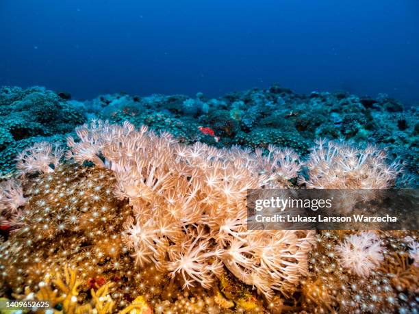 Soft coral lies amid a carpet of various coral species at 45 metres depth on July 14 in Eilat, Israel. Scientists believe that, in certain places,...