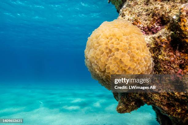 Vibrant bubble coral colony at 5 metres depth on July 16 in Eilat, Israel. Although, scientists believe that in certain places, soft corals will...