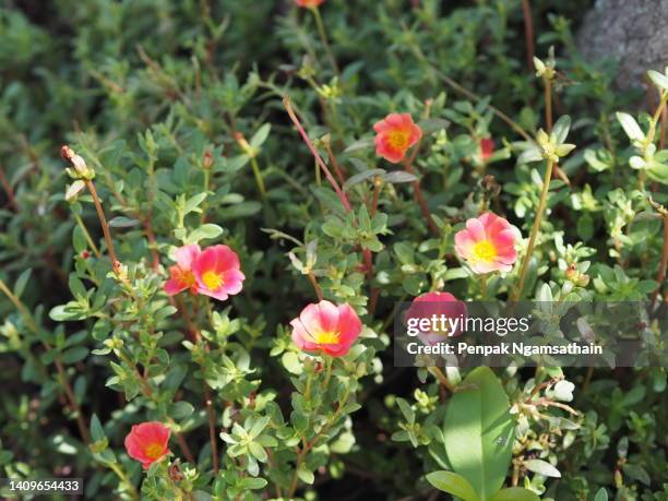 purslane plant blooming in garden nature background - portulak stock-fotos und bilder