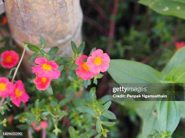 purslane plant blooming in garden nature background - portulak stock-fotos und bilder