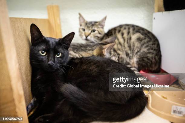 Homeless cats lie on a cat shelving in temporary animal shelter during open doors day on July 17, 2022 in Kyiv, Ukraine. Seven dogs and four cats...