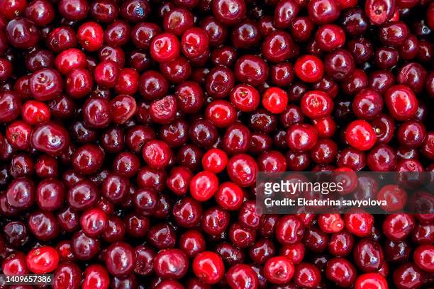 ripe cherry berries. background of cherry berries. - red berry stock pictures, royalty-free photos & images