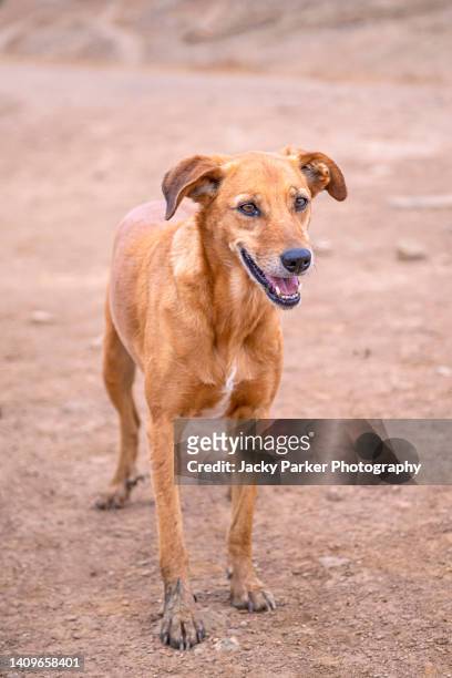 close-up image of rescue dog at a shelter in the algarve, portugal - stray animal foto e immagini stock