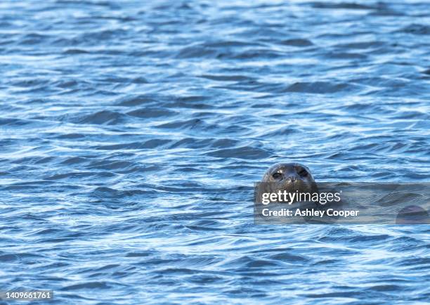a common or harbour seal, phoca vitulina at stenness on esha ness, mainland shetland, scotland, uk. - knubbsäl bildbanksfoton och bilder
