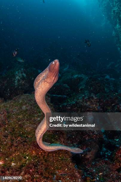 moray eel - saltwater eel stockfoto's en -beelden