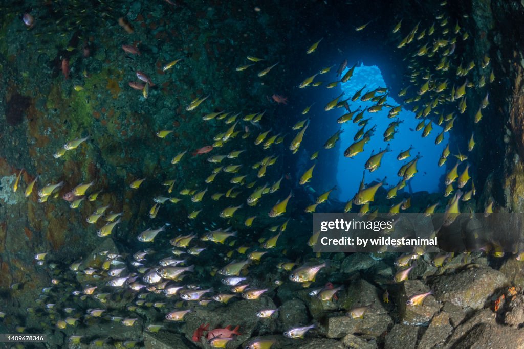 School of blacktip bullseye fish inside Fish Rock Cave.