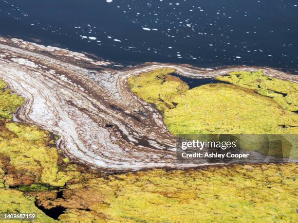 Pattern Scum 104 Green Scum Stock Photos, High-Res Pictures, and Images - Getty Images