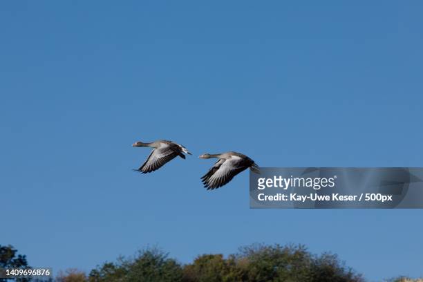 graugnse im synchronflug grey geese in synchronous flight,germany - schwarz farbe stock pictures, royalty-free photos & images