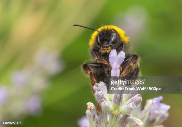 close-up of bee pollinating on purple flower - invertebrate stock pictures, royalty-free photos & images