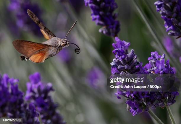 hummingbird hawkmoth about to feed on lavender,pevensey,united kingdom,uk - hawk moth stock pictures, royalty-free photos & images