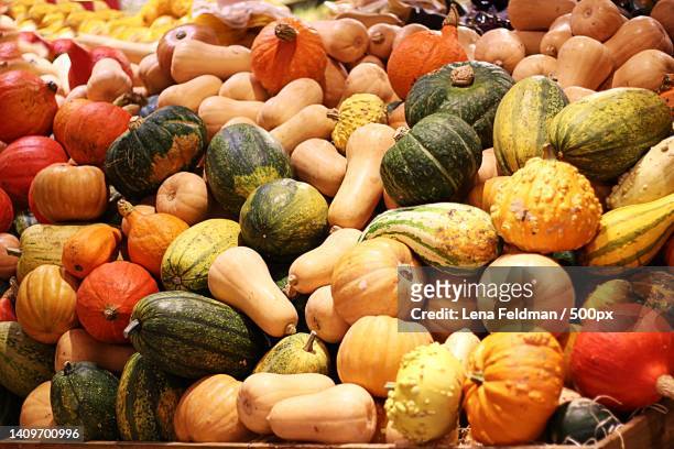 pumpkins in different shapes and colors,stockholm,sweden - levend organisme stockfoto's en -beelden