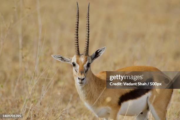 portrait of deer standing on field,kenya - springbok deer fotografías e imágenes de stock