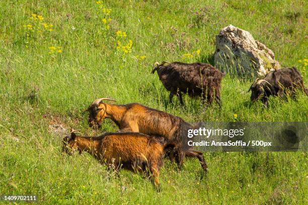 high angle view of cows grazing on grassy field,greece - goat grazing stock pictures, royalty-free photos & images