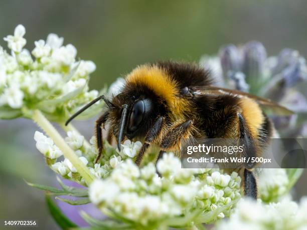 close-up of bee pollinating on flower - bumble bee stock pictures, royalty-free photos & images