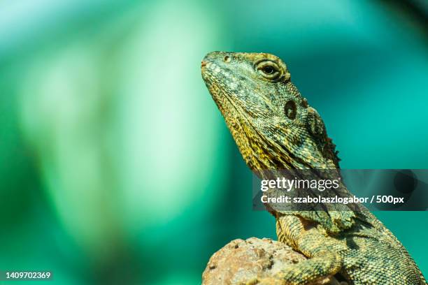 close-up of iguana - frilled lizard stock pictures, royalty-free photos & images