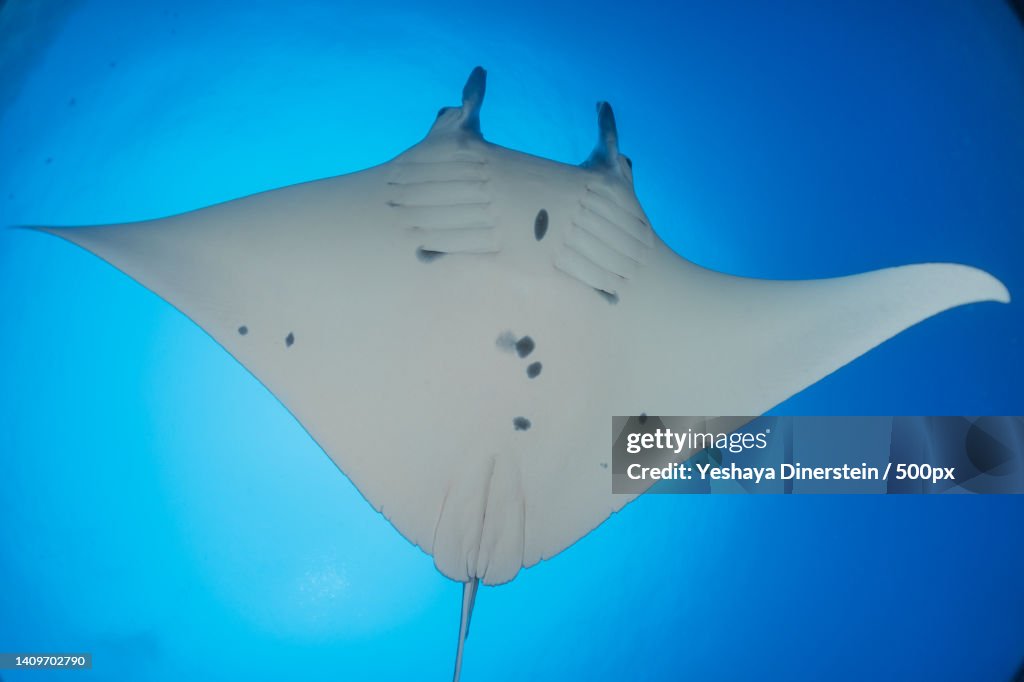 Philippine Rays Manta Rays Swim At The Tubbataha Reefs National Park Philippines ...