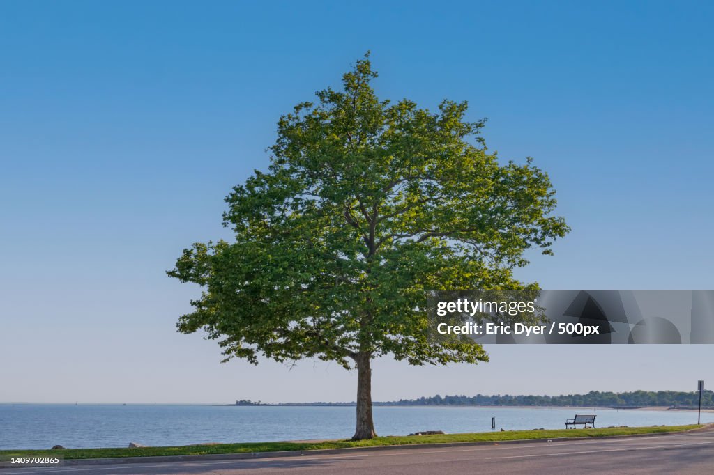 Trees on beach against clear blue sky,Bridgeport,Connecticut,United States,USA