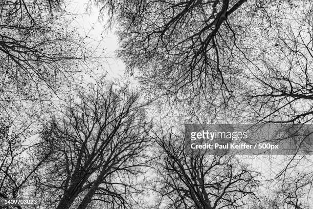 low angle view of bare trees against sky,gonderange,junglinster,luxembourg - keiffer stock pictures, royalty-free photos & images