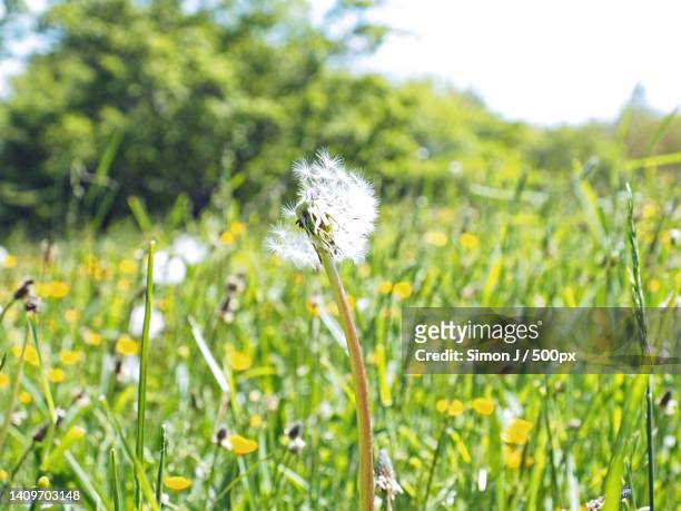 close-up of dandelion on field,boston,massachusetts,united states,usa - simon hardenne stock pictures, royalty-free photos & images
