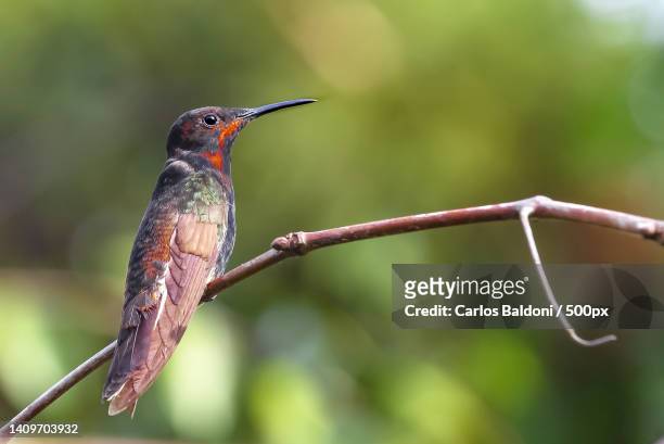 close-up of hummingrufous perching on branch,brazil - braunschwanzamazilie stock-fotos und bilder