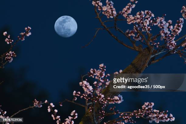 low angle view of tree against sky at night - flower moon stock pictures, royalty-free photos & images