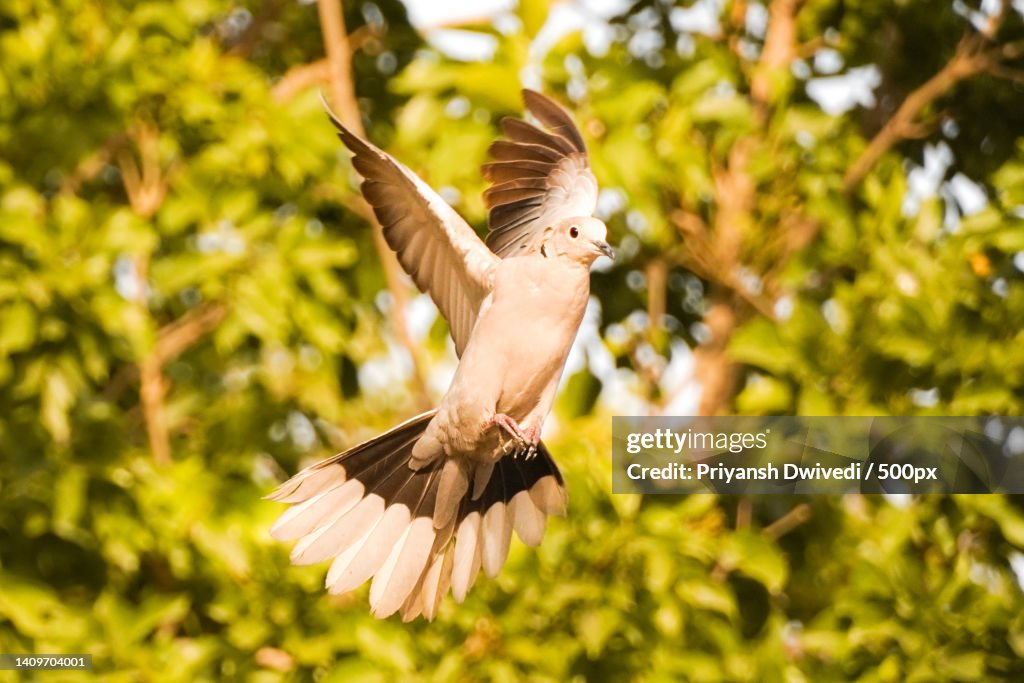 Low angle view of bird flying against trees