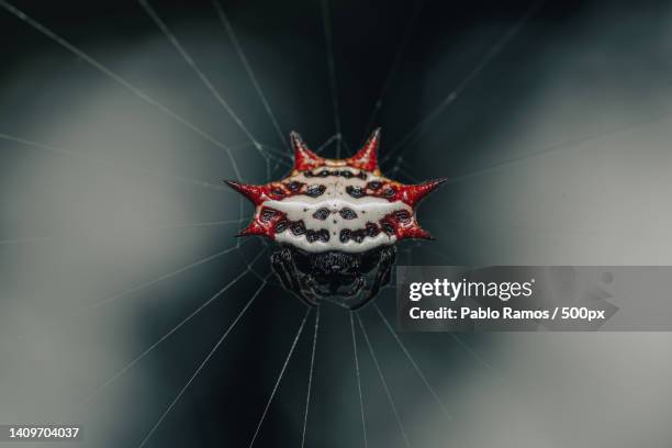 close-up of spider on web - florida estados unidos ストックフォトと画像