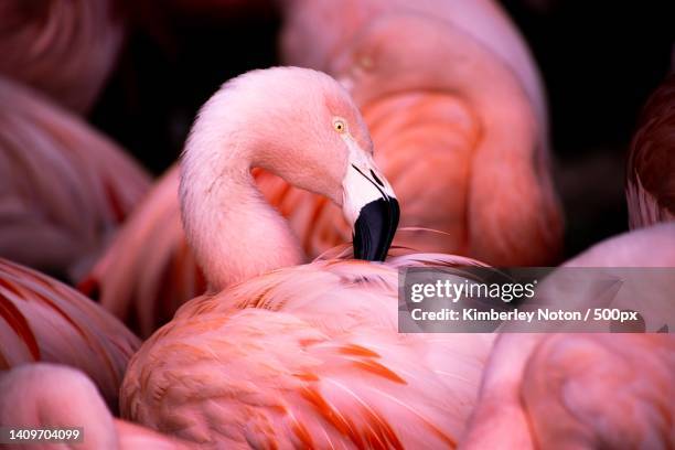 close-up of greater american flamingo - greater flamingo stock-fotos und bilder