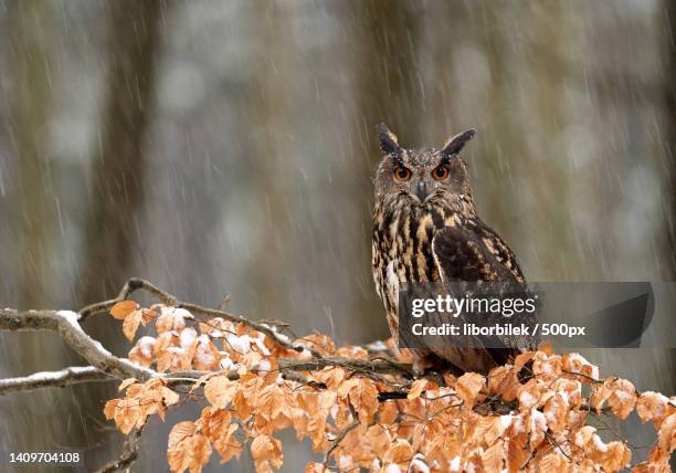 eagle-owl sitting on beech branch in falling snow - buboes stock pictures, royalty-free photos & images