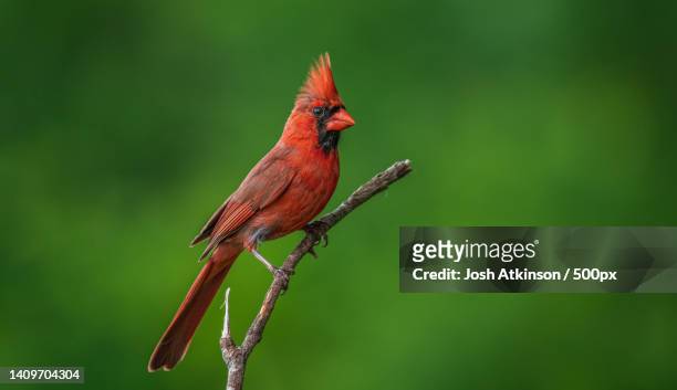 close-up of cardinal perching on branch,marietta,ohio,united states,usa - cardinal stock-fotos und bilder