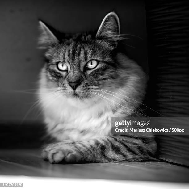 close-up portrait of cat sitting - black and white cat stock pictures, royalty-free photos & images
