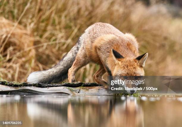 side view of red fox sitting in lake - red fox stock pictures, royalty-free photos & images