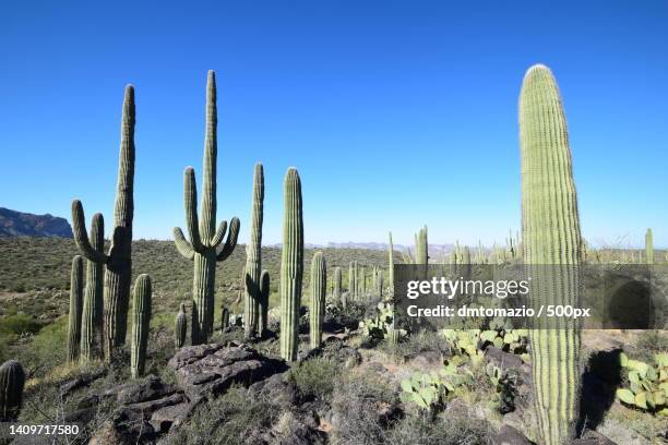 close-up of cactus on land against clear sky - saguaro cactus stock pictures, royalty-free photos & images