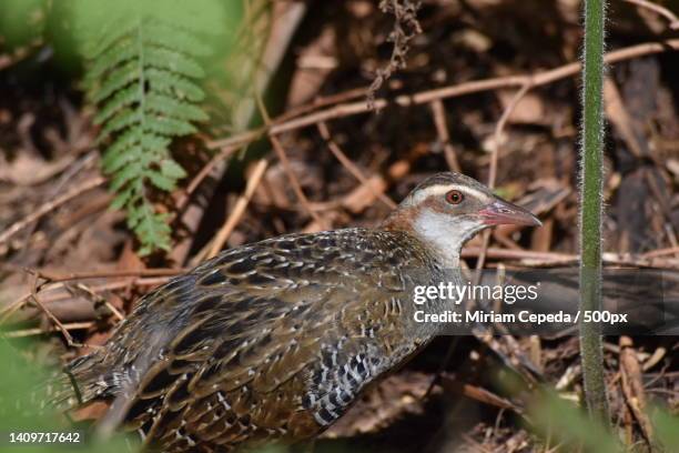 close-up of corncrake perching on field - corncrake stock pictures, royalty-free photos & images