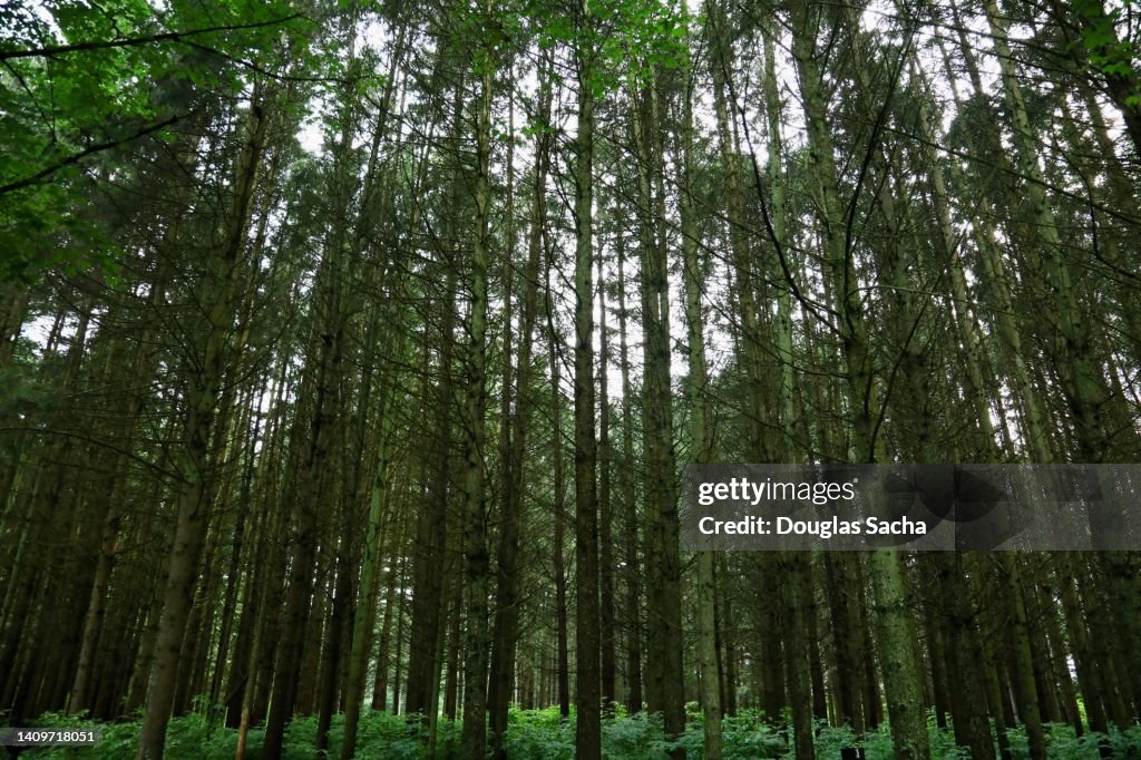 Pine trees in the overhead sky
