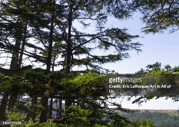 Tannourine Cedar Forest Nature Reserve, Governorate of North Lebanon, Tannourine, Lebanon on May 31, 2022 in Tannourine, Lebanon.